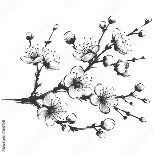Sakura blossom illustration. Black and white, sakura, apple tree branch, hand draw doodle vector illustration. Cute black ink art, isolated on white background. Realistic floral bloom sketch.