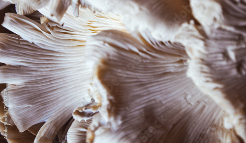 Canvas-taulu Bunch of Oyster mushrooms close up