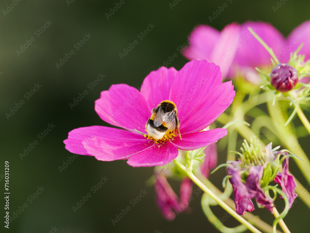 pink petal with bumblebee on green backdrop pink petal with bumblebee on green backdrop