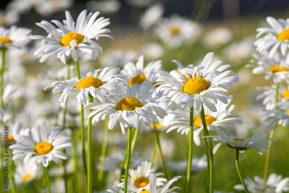 Fototapeta premium Wild daisy flowers growing on meadow, lawn, white chamomiles on green grass background. Oxeye daisy, Leucanthemum vulgare, Daisies, Common daisy, Dog daisy, Gardening concept.