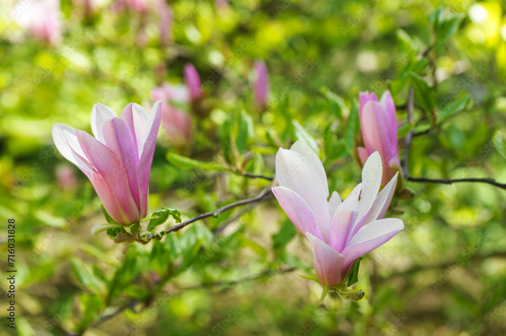 Obraz premium Magnolia tree branch blossom in springtime garden on green leaves background. Blooming pink magnolia outdoor in public park, gardening, landscape design.
