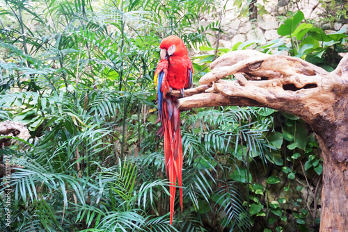 Scarlet macaw (Ara macao) perched on a dry tree trunk.