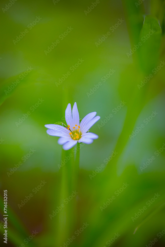 wild plants in the forest in summer wild plants in the forest in summer