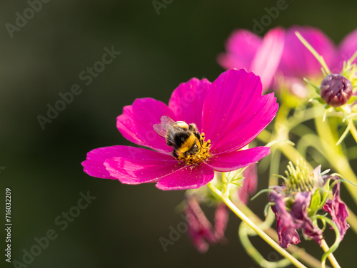 busy bumblebee on a pink flower