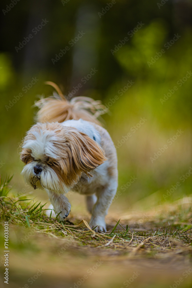shih tzu dog walks in the forest in summer shih tzu dog walks in the forest in summer