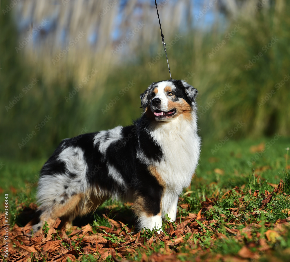 un perro pastor australiano posando en el parque