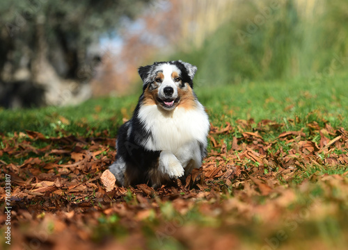 un perro pastor australiano posando en el parque