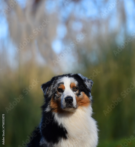 un perro pastor australiano posando en el parque © alberto