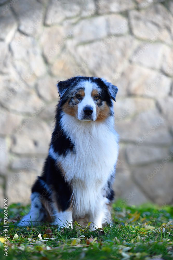 a beautiful australian shepherd dog in the park