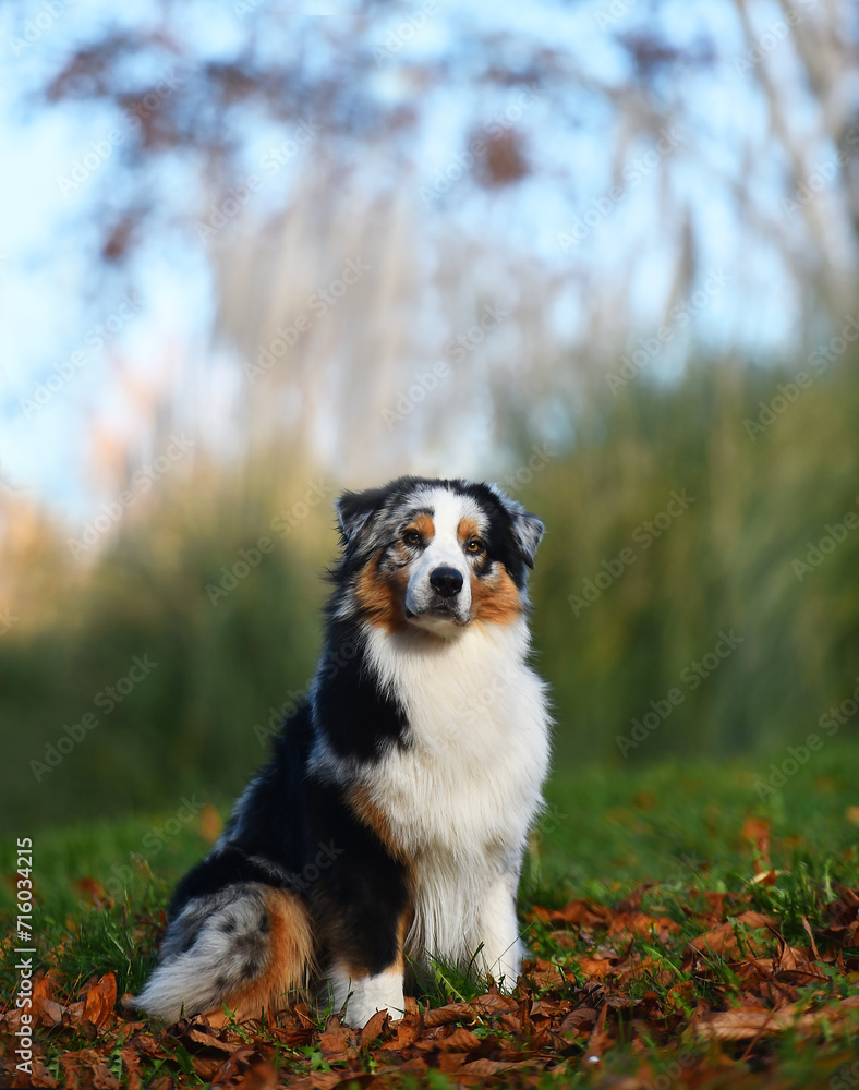 a beautiful australian shepherd dog in the park a beautiful australian shepherd dog in the park