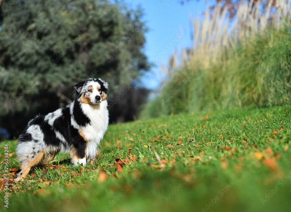 a beautiful australian shepherd dog in the park a beautiful australian shepherd dog in the park
