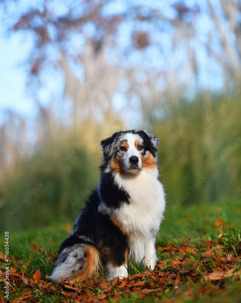 a beautiful australian shepherd dog a beautiful australian shepherd dog
