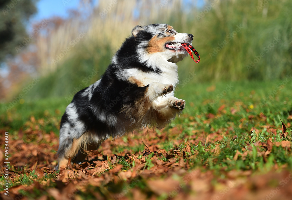 a beautiful Australian Shepherd dog in the park a beautiful Australian Shepherd dog in the park