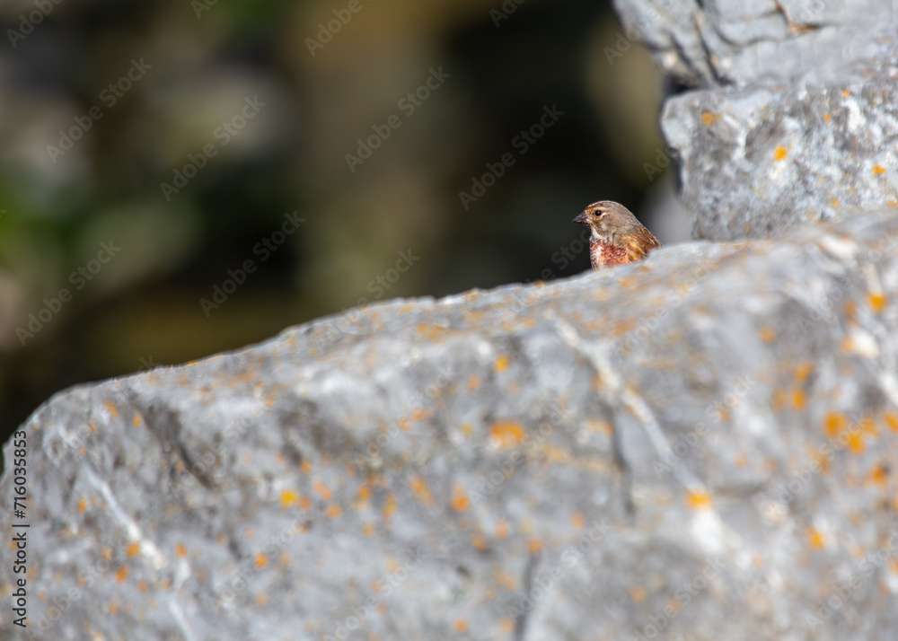 Linnet (Linaria cannabina) on Bull Island, Dublin Linnet (Linaria cannabina) on Bull Island, Dublin