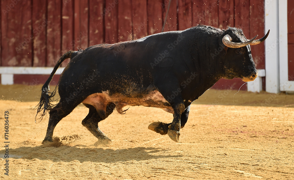 un toro español con grandes cuernos en una plaza de toros durante un espectaculo taurino un toro español con grandes cuernos en una plaza de toros durante un espectaculo taurino