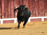 un toro bravo español corriendo en una plaza de toros durante un espectaculo taurino en españa