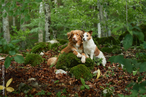 A Nova Scotia Duck Tolling Retriever and a Jack Russell Terrier share a moment in the woods. Dog vibrant coats contrast with the mossy logs and leaf-littered ground