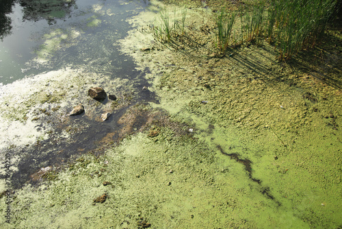 Canvas Print polluted swamp green color water environment disaster concept background photo