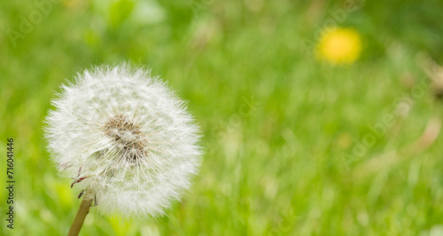 spring background with natural flowers and plants