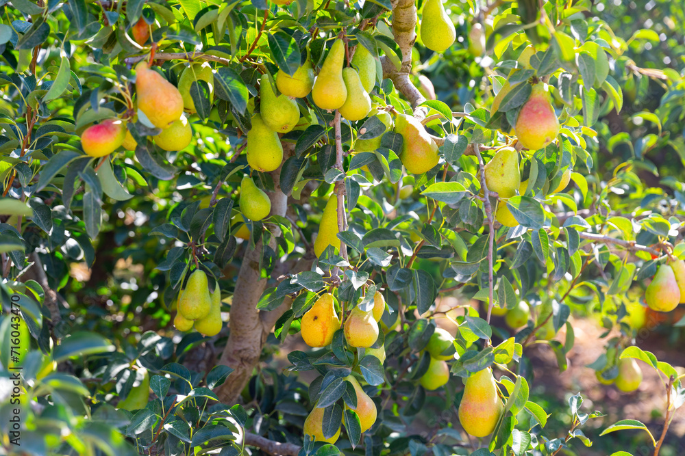 Pear tree with pears, organic natural fruits in a garden, harvest concept