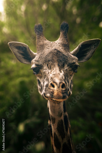 close up of a giraffe (ID: 716043677)