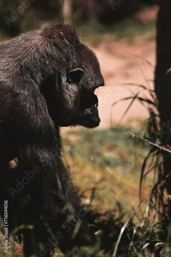 Gorilla side view (ID: 716044016)