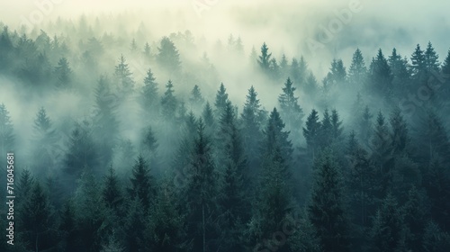 Misty foggy mountain landscape with fir forest and copyspace in vintage retro hipster style © Ibad