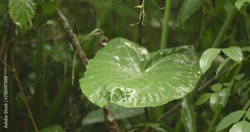 Heavy seasonal rain in Brazil is falling on green leaves