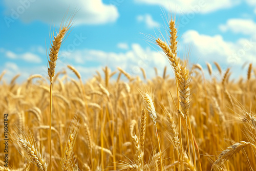 Wheat field in summer