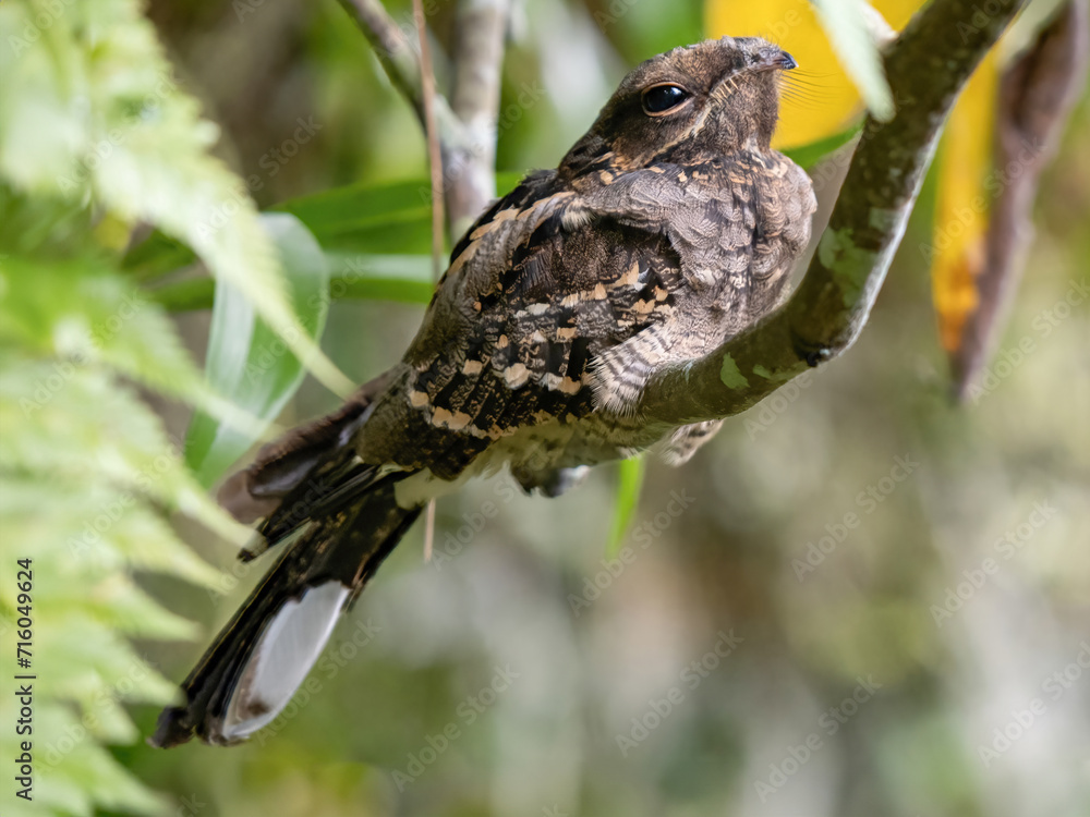 Fototapeta premium Large-tailed Nightjar is bird in Thailand.