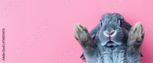Cute grey rabbit lying on back on pink background, fluffy ears, playful posture, animal antics, bunny paws up, adorable pet, whiskers detail, comical position, close-up shot, space for text. photo