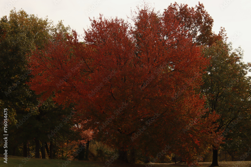 Naklejka premium Red Maple