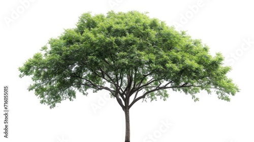 Isolated green tree on white background  Trees isolated on white background 