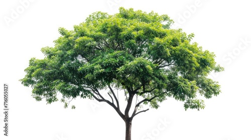 Isolated green tree on white background  Trees isolated on white background 