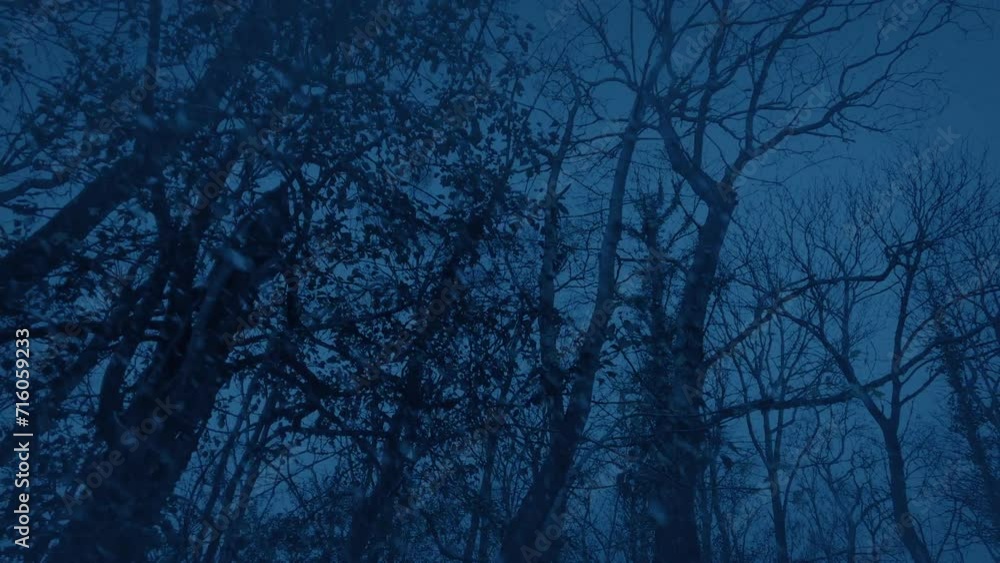 Moving Through Winter Forest In Snowfall In The Dark Moving Through Winter Forest In Snowfall In The Dark