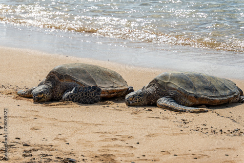 wild turtle sleeping on Poipu Beach