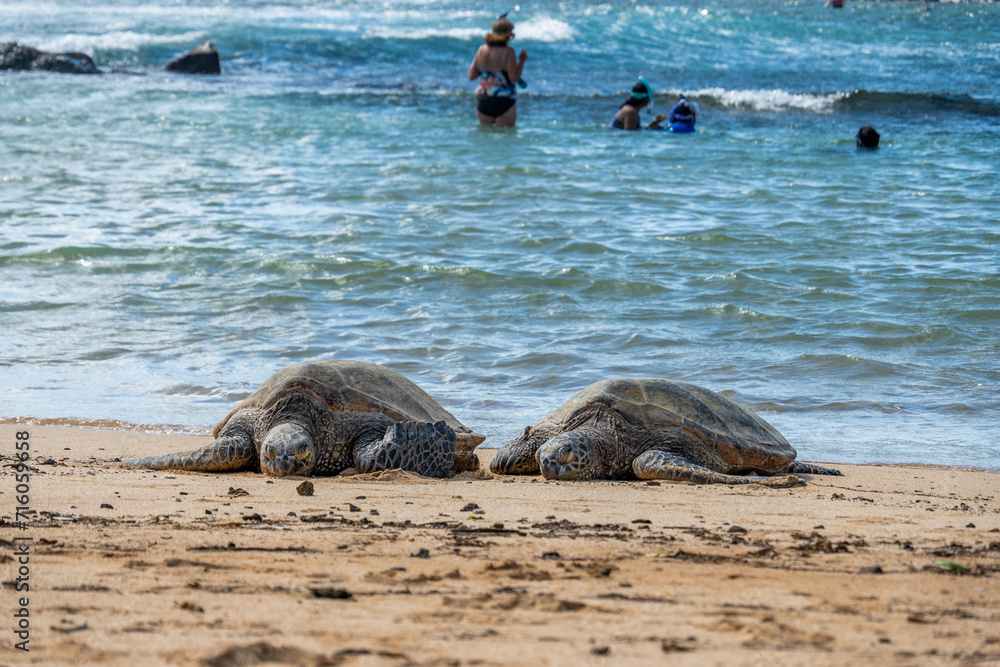 Fototapeta premium wild turtle sleeping on Poipu Beach