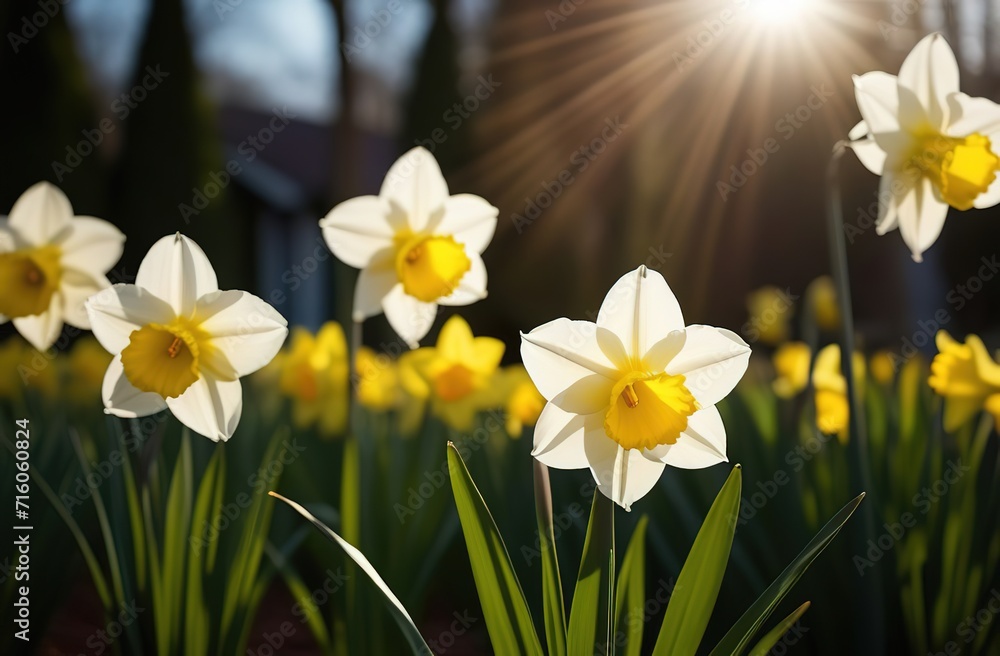 Narcissus daffodils spring garden flowers groing floral farm greenery park womens day mothers