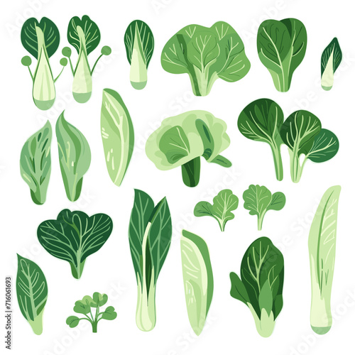 Set of Bok Choy hand drawing isolated vector illustration