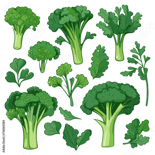 Set of Broccoli Rabe hand drawing isolated vector illustration