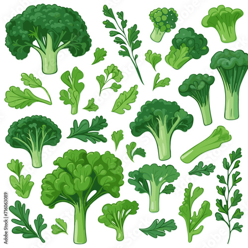 Set of Broccoli Rabe hand drawing isolated vector illustration