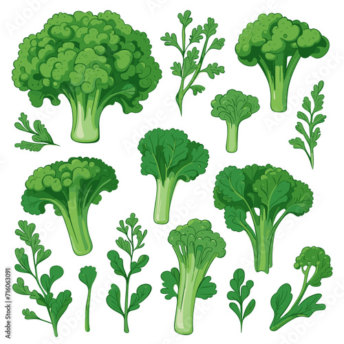 Set of Broccoli Rabe hand drawing isolated vector illustration