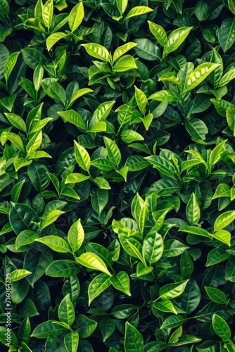 tea bushes, top view