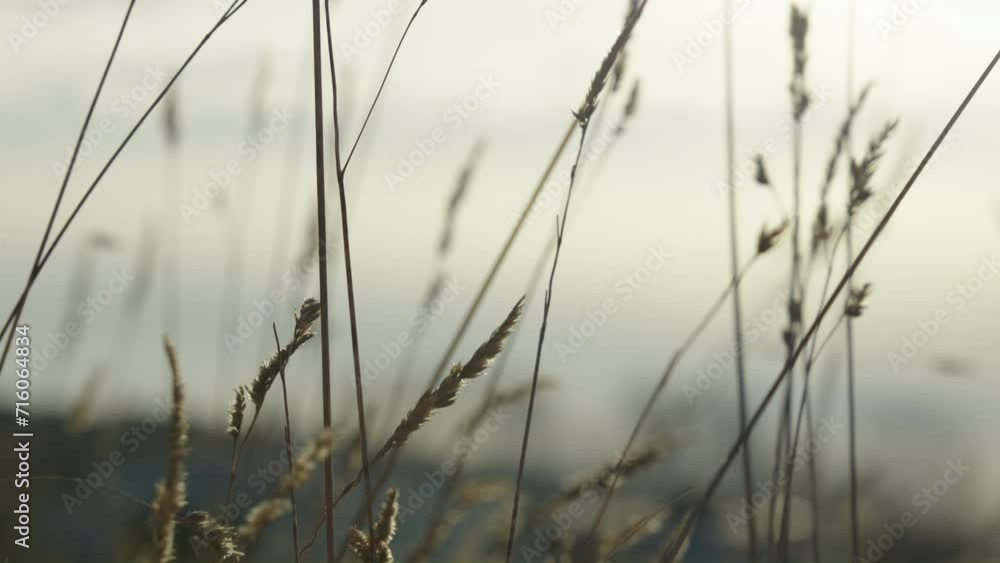 Dry calamagrostis of Canada Panicles of Blue hay closeup with gray cloud smoky background Dry calamagrostis of Canada Panicles of Blue hay closeup with gray cloud smoky background