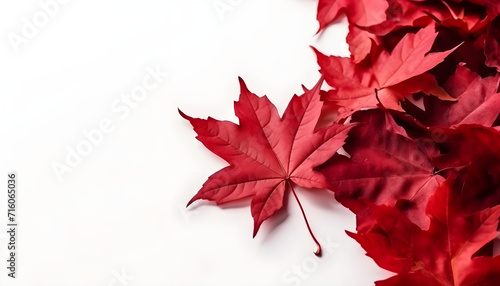 Canada day background design of red maple leaves isolated on white background copy space