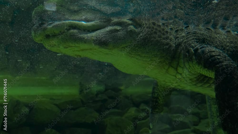 Mississippi alligator in the aquarium Mississippi alligator in the aquarium