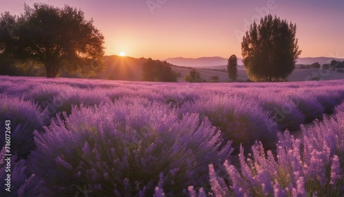 A pastel lavender field with a soft focus  the edges lit with the golden hues of dusk