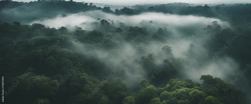 Misty Rainforest Canopy, an aerial shot of a lush rainforest canopy shrouded in mist - obrazy, fototapety, plakaty 