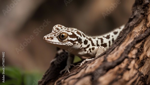 Spotted Gecko on Tree Bark, a spotted gecko camouflaged against the intricate patterns of tree bark