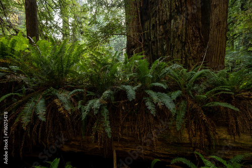 Ferns Cover A Nursery Log In Redwood